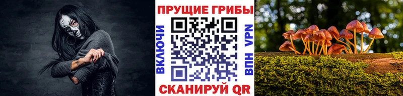 где продают   Оренбург  Псилоцибиновые грибы прущие грибы 